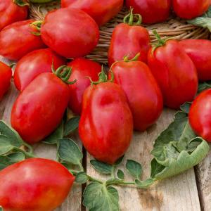 Tomate Roma - Légumes d'Autrefois